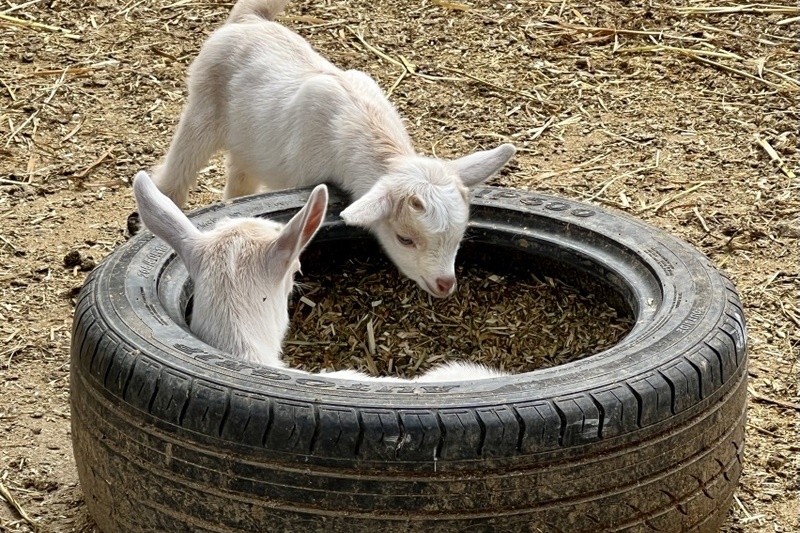 Welcome to the world, goat kids